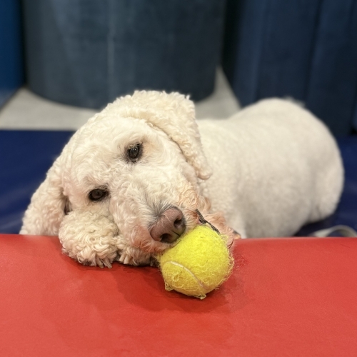 Bonnie-the-dog-Amber-Hill-Therapy-Center-MD